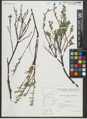 Foto von Salix repens subsp. repens L.